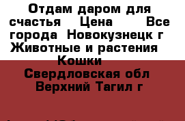 Отдам даром для счастья. › Цена ­ 1 - Все города, Новокузнецк г. Животные и растения » Кошки   . Свердловская обл.,Верхний Тагил г.